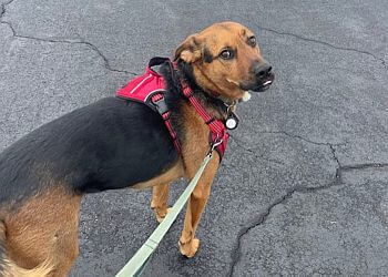 Rochester Dog Walkers On the Move Pet Care