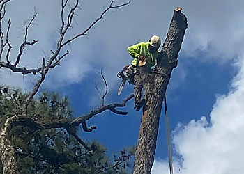 Shreveport Tree Services OpExcellence Tree and Stump Pros