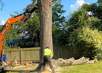 OpExcellence Tree and Stump Pros Shreveport Tree Services image 1