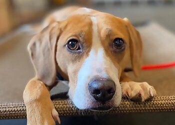 Philadelphia Dog Training Opportunity Barks Behavior & Training