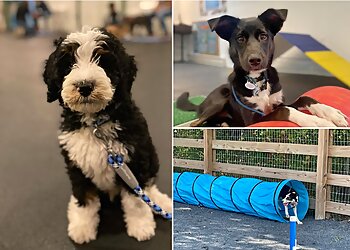 Philadelphia Dog Training Opportunity Barks Behavior & Training