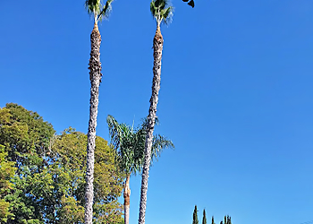 Costa Mesa Tree Services Orange County Tree Services