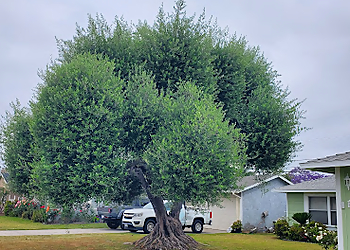 Santa Ana Tree Services Orange County Tree Services