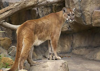 Orange Places To See Orange County Zoo