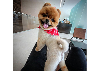 Miami Pet Grooming Orange Grooming