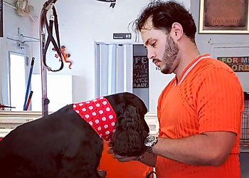 Miami Pet Grooming Orange Grooming