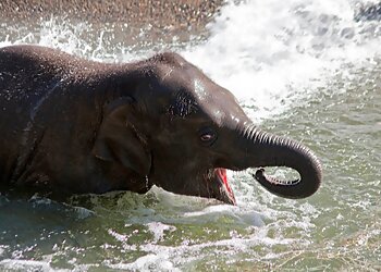 Portland Places To See Oregon Zoo