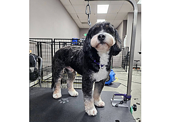 Fremont Pet Grooming Original Grooming