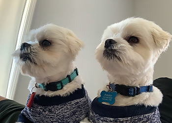 Fremont Pet Grooming Original Grooming