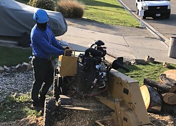 Riverside Tree Services Ortega's Jr Tree Care