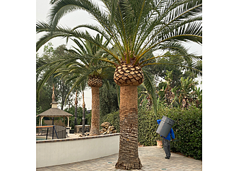 Ortega's Jr Tree Care LLC - Riverside, CA Tree Services - Maintenance Service Image