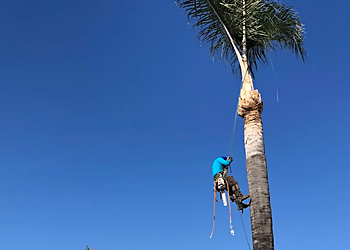 Ortega's Jr Tree Care LLC - Riverside, CA Tree Services - Team Working Image