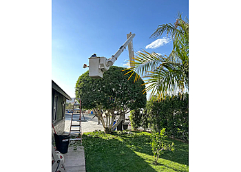 Ortega's Jr Tree Care LLC Ortega's Jr Tree Care LLC - Riverside, CA Tree Services - Service Image