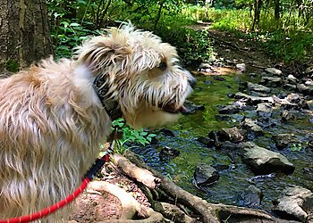 Louisville Dog Walkers Outdoor Dog Adventures, LLC