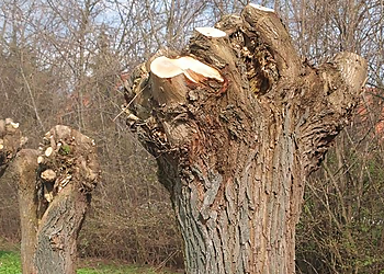 Kansas City Tree Services Outlaw Tree Service, LLC