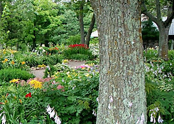 Kansas City Tree Services Outlaw Tree Service, LLC