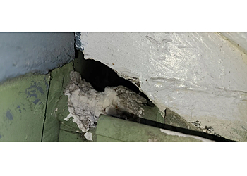 Seattle Animal Removal Out of the Wild