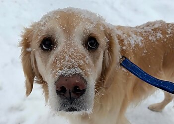 Buffalo Dog Walkers Outta the Doghouse, LLC