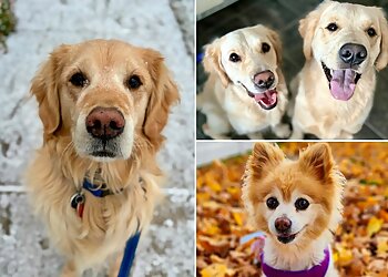 Buffalo Dog Walkers Outta the Doghouse, LLC