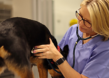Overland Park Veterinary Emergency and Specialty - Overland Park, KS Veterinary Clinics - Doctor With Patient Image