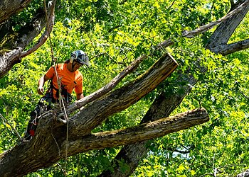 New York Tree Services Owens Brothers Tree Service