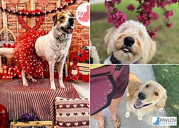 Denver Dog Training PAVLOV Dog Training Denver