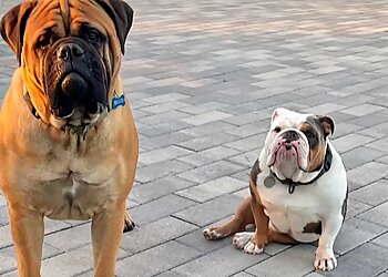 Bakersfield Dog Walkers PAWS Pet Services