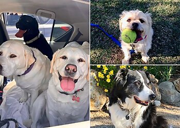 Bakersfield Dog Walkers PAWS Pet Services