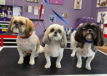Knoxville Pet Grooming PAWS Pet Supply & Grooming