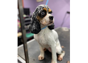 Knoxville Pet Grooming PAWS Pet Supply & Grooming