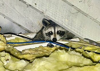 Charlotte Animal Removal PCA Wildlife Removal