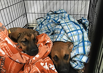 P.E.T.S. Clinic - Amarillo, TX Veterinary Clinics - Professional Highlights