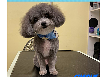 Santa Clarita Pet Grooming PETZ Perfection Grooming