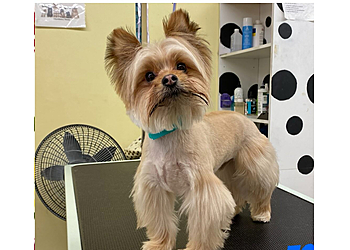 Santa Clarita Pet Grooming PETZ Perfection Grooming