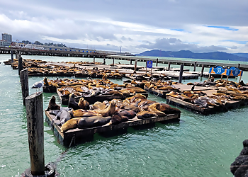 San Francisco Amusement Parks San Francisco Carousel