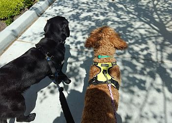 PRECIOUS PAWS DOG WALKING and BOARDING San Jose Dog Walkers