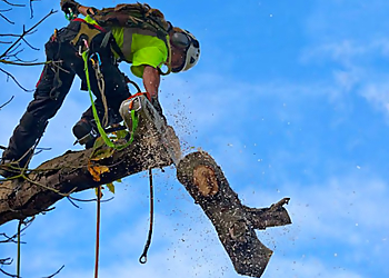 Round Rock Tree Services PRV Tree Service