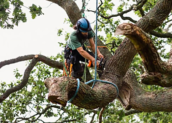 Round Rock Tree Services PRV Tree Service