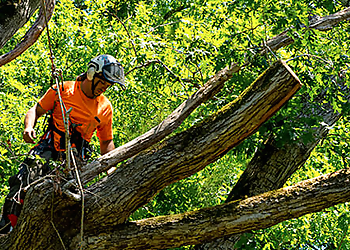Kent Tree Services Pacific Arboriculture