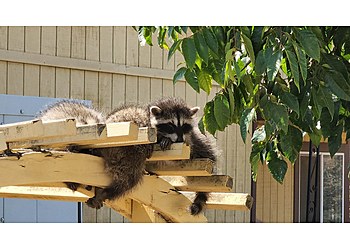 Oceanside Animal Removal Pacific Coast Animal Control