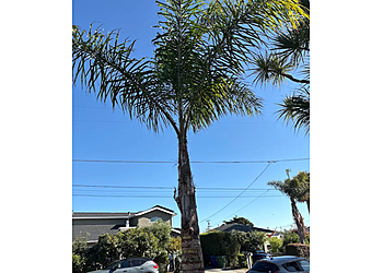 Pacific Coast Tree Service Pacific Coast Tree Service - Salinas, CA Tree Services - Service Image