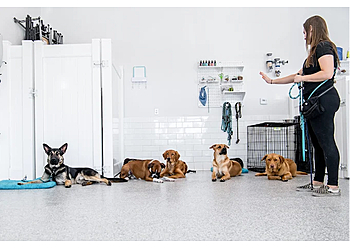 San Diego Dog Training Pack Method Prep