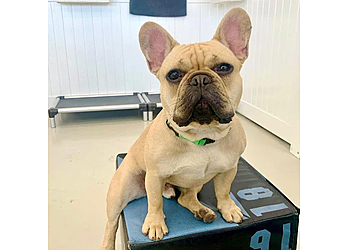 San Diego Dog Training Pack Method Prep