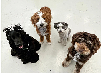 San Diego Dog Training Pack Method Prep