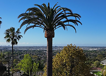 Anaheim Tree Services Paez tree service