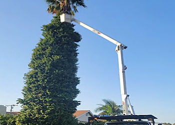 Anaheim Tree Services Paez tree service