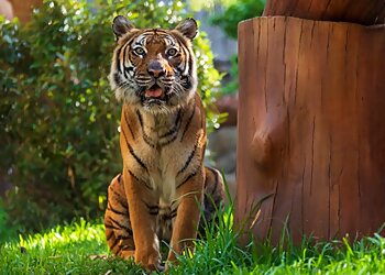 West Palm Beach Places To See Palm Beach Zoo & Conservation Society