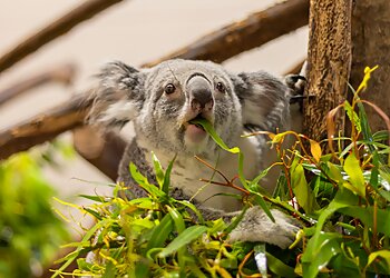 West Palm Beach Places To See Palm Beach Zoo & Conservation Society