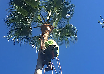 Oxnard Tree Services Palm Tree Trimming and Removal