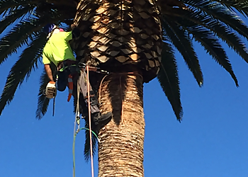 Oxnard Tree Services Palm Tree Trimming and Removal